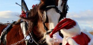 The Majestic Budweiser Clydesdales: Icons of Holiday Festivities