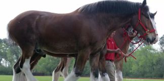 Budweiser Clydesdales Step Aside: Unveiling a Dynamic Shift in Tradition