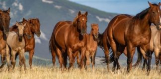 The Mighty American Quarter Horse: Versatile, Powerful, Iconic!