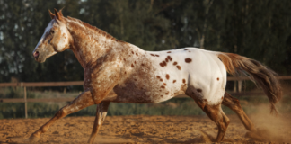 Appaloosa – A Legacy of Beauty and Resilience