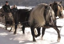 Black Forest Draft Horses: Germany’s Enigmatic Equine Treasures