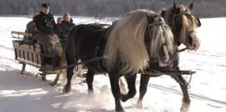 Black Forest Draft Horses: Germany’s Enigmatic Equine Treasures