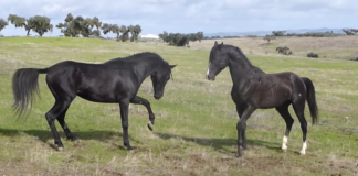 Unbreakable Bond: Stunning Arabian Stallions Forge Friendship from Day One