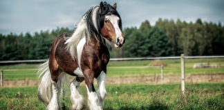 Discover the Beauty of the Gypsy Vanner Horse: A Fascinating Breed