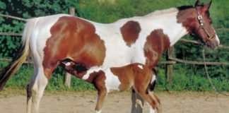 The Magnificence of Paint Horses: Colors, Patterns, and Rich Heritage