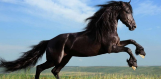 Equestrian Harmony: The Unbreakable Bond Between Horse and Human