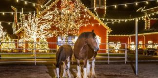 Budweiser Clydesdales Bring Holiday Magic to Warm Springs Ranch: Christmas Cheer Unleashed!
