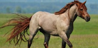 Exploring the Mesmerizing World of Roan Horses: Unraveling the Tapestry of Colors
