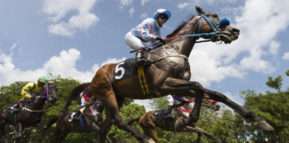 Decoding the World of Horse Racing: Types and Classes Unraveled