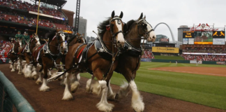 Majestic Encounter: Budweiser Clydesdales Grace Roanoke City Market with Their Presence