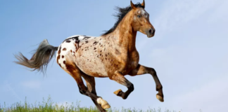 Appaloosa Horse: Unraveling the Timeless Beauty and Legacy