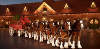 The Five Most Memorable Budweiser Clydesdale Commercials: A Farewell Story from Fort Collins