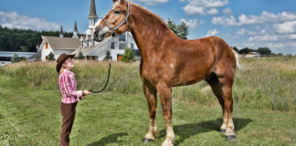 Giant Heart, Giant Hooves: The Tale of Big Jake, The World’s Tallest Horse 🐴💫