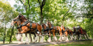 The Majestic Clydesdale: A Celebration of Strength and Elegance
