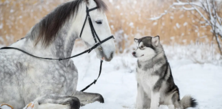 Snowy Harmony: Gray Horse and Alaskan Dog Forge Instant Bond, Steal the Spotlight in Incredible Photoshoot