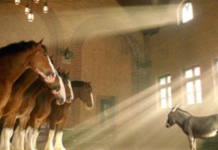 Heartwarming Budweiser Commercial Goes Viral as Ambitious Donkey Pursues Clydesdale Dreams