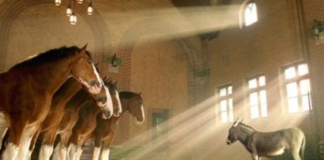 Heartwarming Budweiser Commercial Goes Viral as Ambitious Donkey Pursues Clydesdale Dreams