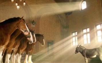 Heartwarming Budweiser Commercial Goes Viral as Ambitious Donkey Pursues Clydesdale Dreams