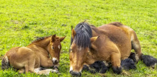 Ardennes Horse: Where Power Meets Tranquility