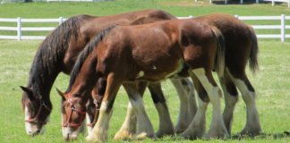 Capturing the Majestic Beauty: The Clydesdale Horse in Stunning Imagery