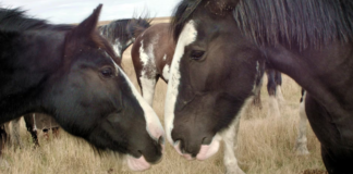 CELEBRATING MAJESTY: THE CLYDESDALE HORSE IN CANADA