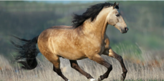 1 MAJESTIC MOMENT: BUCKSKIN STALLION UNLEASHES GREATNESS AFTER BEING LIBERATED BY HIS MASTER