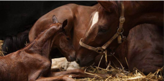 Mare and Foal Moments: Discover the Unbreakable Bond and Endearing Love π΄π