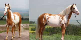 The Pinnacle of Palomino Ovaro Excellence in Quarter Horse Stallions