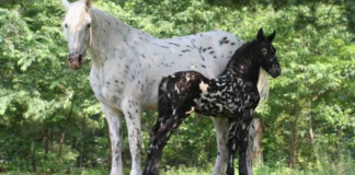 Appaloosa x Friesian Cross – A Masterpiece of Equine Beauty and Grace
