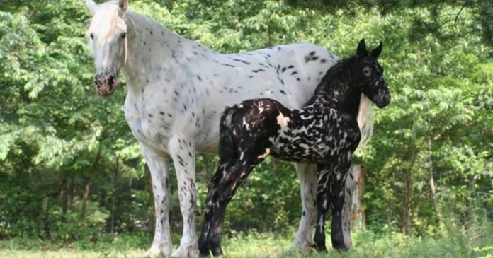 The Beauty of an Appaloosa Horse