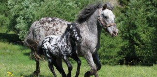 Enchanting Appaloosa Mare and Foal: Celebrating Beauty in Diversity π΄π