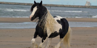 Clydesdale Serenity: A Majestic Journey of Joy and Freedom on the Beach