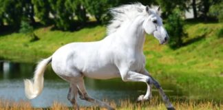The Camarillo White Horse Breed’s Remarkable Journey