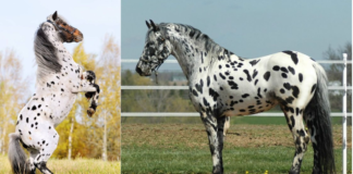 Friesian/Appaloosa Crossbreed: Where Elegance Meets Distinctive Beauty π΄π