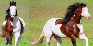 Doc Bingo Gunner: A Vision of Unrivaled Beauty in the World of Quarter Horses
