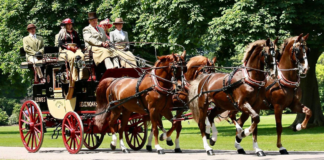 Gelderlanders: Enthralling Equine Elegance and Bob Alexander’s Mastery