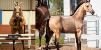 Meet Lanaken SSH: A Glimpse into Buckskin Elegance and Athleticism