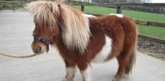 Resilience and Hope: Thor the Miniature Shetland’s Journey to Recovery
