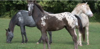 Unique Elegance of Walkaloosa Horses: Beauty, Versatility, and Exceptional Nature