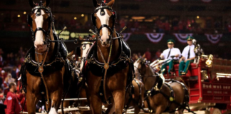 Budweiser’s Marketing Evolution: Clydesdales Take a Holiday Backseat