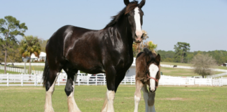 Shire Horses: Excellent Guardians of English Heritage and Tradition