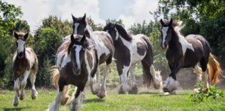 The Gypsy Horse: A Unique Legacy of Strength, Elegance, and Resilience