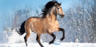 The Lusitano: A Proud Heritage and Versatile Modernity