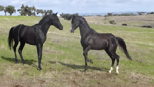 Arabian Stallions