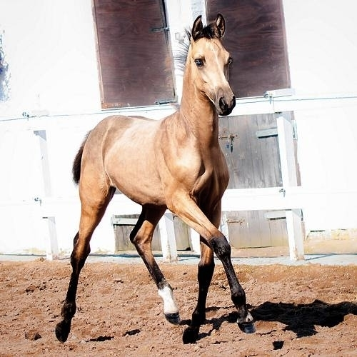 Meet Lanaken SSH: A Glimpse into Buckskin Elegance and Athleticism 3 image 100