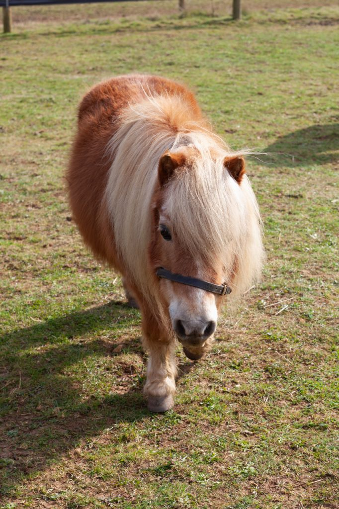 Resilience and Hope: Thor the Miniature Shetland's Journey to Recovery 1 image 102
