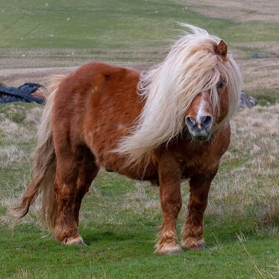 Resilience and Hope: Thor the Miniature Shetland's Journey to Recovery 2 Shetland