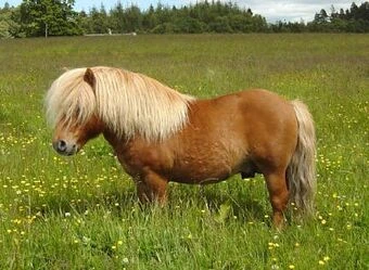 Resilience and Hope: Thor the Miniature Shetland's Journey to Recovery 3 Shetland