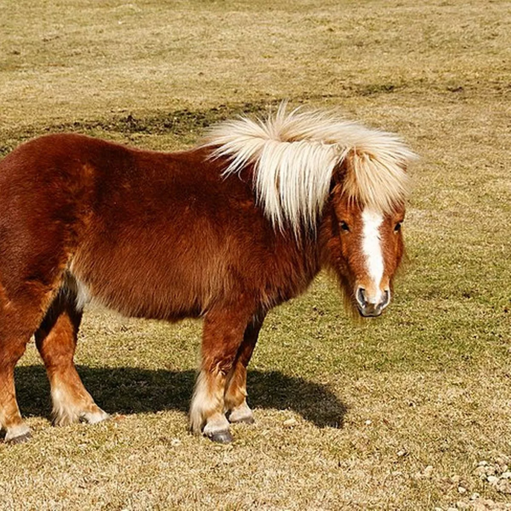 Resilience and Hope: Thor the Miniature Shetland's Journey to Recovery 4 image 105