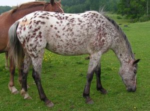Walkaloosa